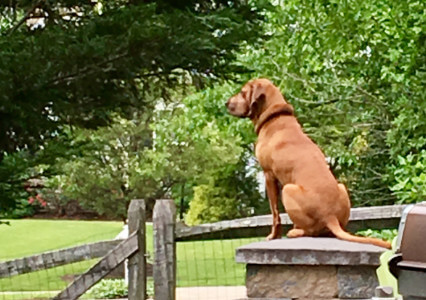 Brown dog sitting on a fence