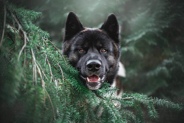 A happy black Akita smiling in the trees.
